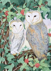 Barn Owls